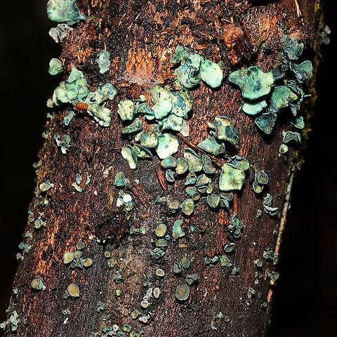 Turquoise Elfcups (Chlorociboria sp.) Growing on rotting birch. Kinda gnarly from multiple rains/freezes Geotagged,United States,Winter