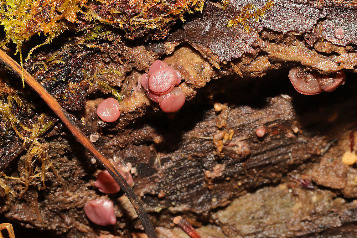 Ascocoryne sp. Growing on rotting birch<br />
 Geotagged,United States,Winter