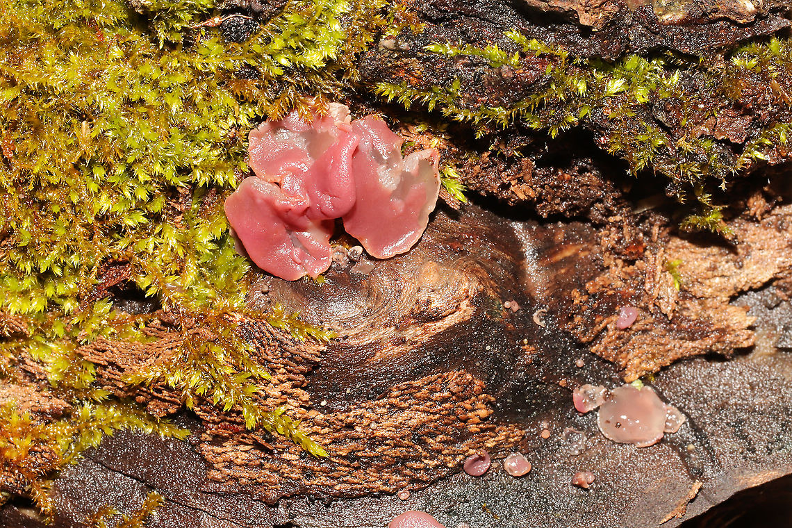 Ascocoryne sp. Growing on rotting birch Geotagged,United States,Winter