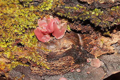 Ascocoryne sp. Growing on rotting birch Geotagged,United States,Winter