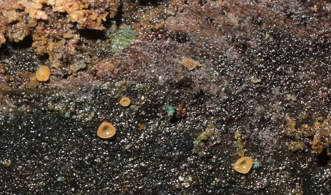 Orbilia xanthostigma? Orbilia xanthostigma maybe? Growing on rotting birch alongside Chlorociboria sp., on birch.<br />
 Geotagged,Glasscup,Orbilia xanthostigma,United States