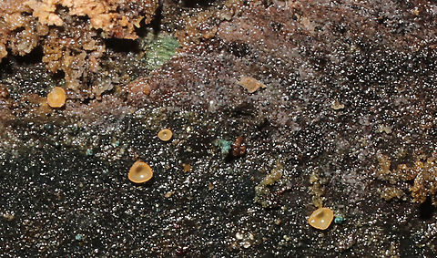 Orbilia xanthostigma? Orbilia xanthostigma maybe? Growing on rotting birch alongside Chlorociboria sp., on birch.
 Geotagged,Glasscup,Orbilia xanthostigma,United States