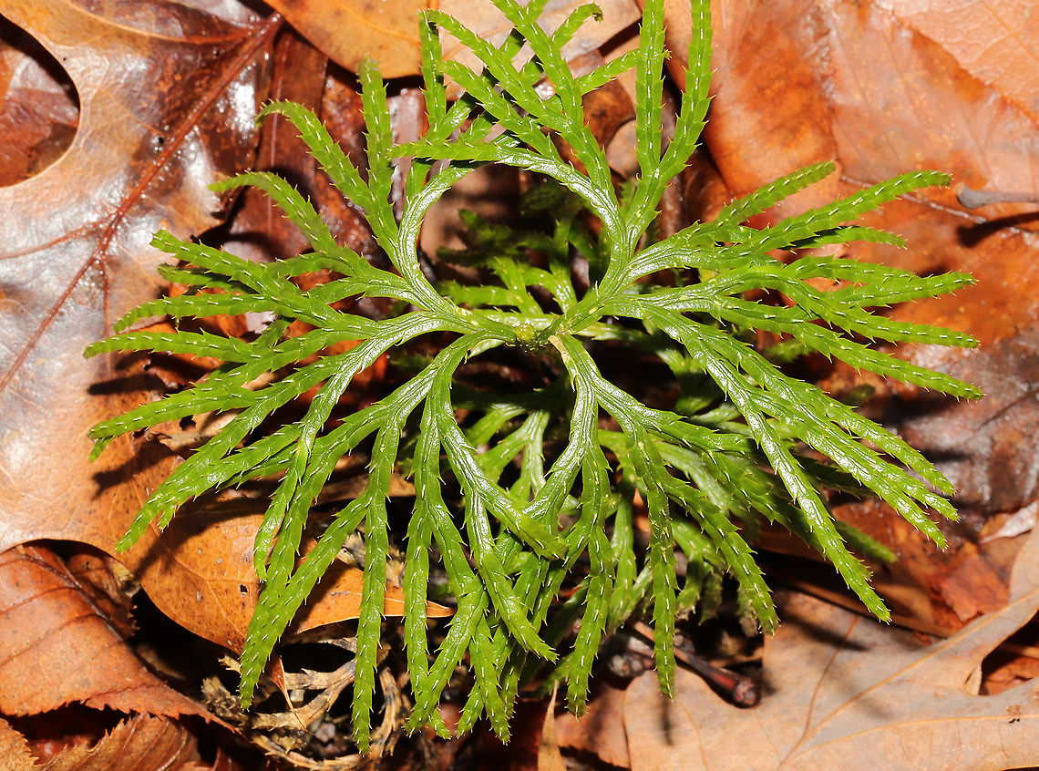 Ground Cedar (Diphasiastrum digitatum) Growing in leaf litter on a forested trail<br />
 Diphasiastrum digitatum,Fan Clubmoss,Geotagged,United States,Winter