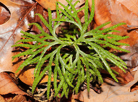Ground Cedar (Diphasiastrum digitatum) Growing in leaf litter on a forested trail
 Diphasiastrum digitatum,Fan Clubmoss,Geotagged,United States,Winter