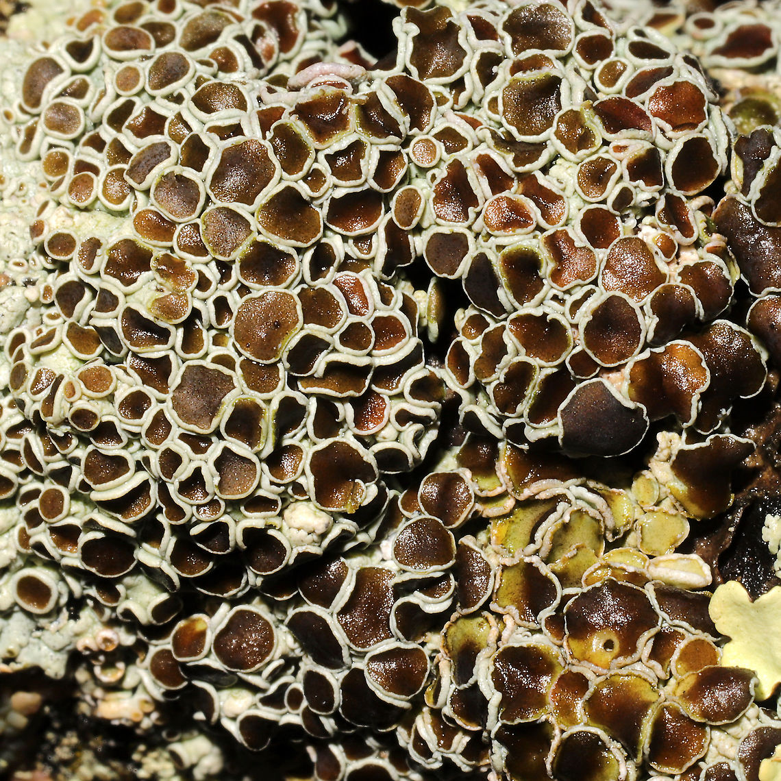 Physcia millegrana? Not at all familiar with New England lichens, so y&#039;all feel free to pitch in here. On a hardwood branch on a forested trail. Physcia millegrana maybe?<br />
<figure class="photo"><a href="https://www.jungledragon.com/image/127835/physcia_millegrana.html" title="Physcia millegrana?"><img src="https://s3.amazonaws.com/media.jungledragon.com/images/3231/127835_thumb.jpg?AWSAccessKeyId=05GMT0V3GWVNE7GGM1R2&Expires=1759968010&Signature=nDMGEFboHajdaHerRdDDAB5EJaA%3D" width="200" height="134" alt="Physcia millegrana? Not at all familiar with New England lichens, so y&#039;all feel free to pitch in here. On a hardwood branch on a forested trail. Physcia millegrana maybe? <br />
https://www.jungledragon.com/image/127834/physcia_millegrana.html<br />
https://www.jungledragon.com/image/127833/physcia_millegrana.html Geotagged,Granular Rosette Lichen,Physcia millegrana,United States,Winter" /></a></figure><br />
<figure class="photo"><a href="https://www.jungledragon.com/image/127834/physcia_millegrana.html" title="Physcia millegrana?"><img src="https://s3.amazonaws.com/media.jungledragon.com/images/3231/127834_thumb.jpg?AWSAccessKeyId=05GMT0V3GWVNE7GGM1R2&Expires=1759968010&Signature=rut6r6OLlrSyfI5uixVwr3Mp0cE%3D" width="200" height="200" alt="Physcia millegrana? Not at all familiar with New England lichens, so y&#039;all feel free to pitch in here. On a hardwood branch on a forested trail. Physcia millegrana maybe? <br />
https://www.jungledragon.com/image/127835/physcia_millegrana.html<br />
https://www.jungledragon.com/image/127833/physcia_millegrana.html Geotagged,Granular Rosette Lichen,Physcia millegrana,United States,Winter" /></a></figure> Geotagged,Granular Rosette Lichen,Physcia millegrana,United States,Winter