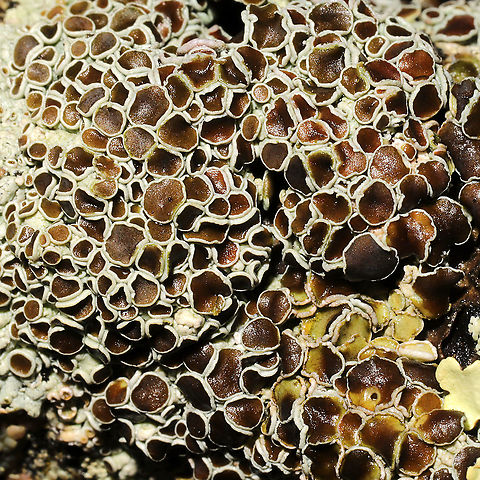 Physcia millegrana? Not at all familiar with New England lichens, so y'all feel free to pitch in here. On a hardwood branch on a forested trail. Physcia millegrana maybe?
https://www.jungledragon.com/image/127835/physcia_millegrana.html
https://www.jungledragon.com/image/127834/physcia_millegrana.html Geotagged,Granular Rosette Lichen,Physcia millegrana,United States,Winter