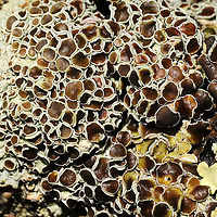 Physcia millegrana? Not at all familiar with New England lichens, so y'all feel free to pitch in here. On a hardwood branch on a forested trail. Physcia millegrana maybe?<br />
https://www.jungledragon.com/image/127835/physcia_millegrana.html<br />
https://www.jungledragon.com/image/127834/physcia_millegrana.html Geotagged,Granular Rosette Lichen,Physcia millegrana,United States,Winter