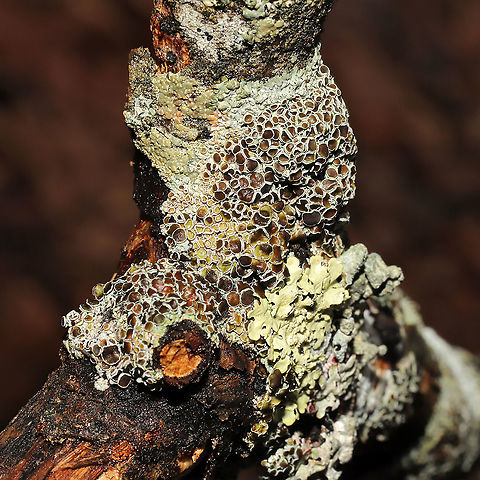 Physcia millegrana? Not at all familiar with New England lichens, so y'all feel free to pitch in here. On a hardwood branch on a forested trail. Physcia millegrana maybe? 
https://www.jungledragon.com/image/127835/physcia_millegrana.html
https://www.jungledragon.com/image/127833/physcia_millegrana.html Geotagged,Granular Rosette Lichen,Physcia millegrana,United States,Winter