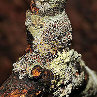 Physcia millegrana? Not at all familiar with New England lichens, so y'all feel free to pitch in here. On a hardwood branch on a forested trail. Physcia millegrana maybe? <br />
https://www.jungledragon.com/image/127835/physcia_millegrana.html<br />
https://www.jungledragon.com/image/127833/physcia_millegrana.html Geotagged,Granular Rosette Lichen,Physcia millegrana,United States,Winter