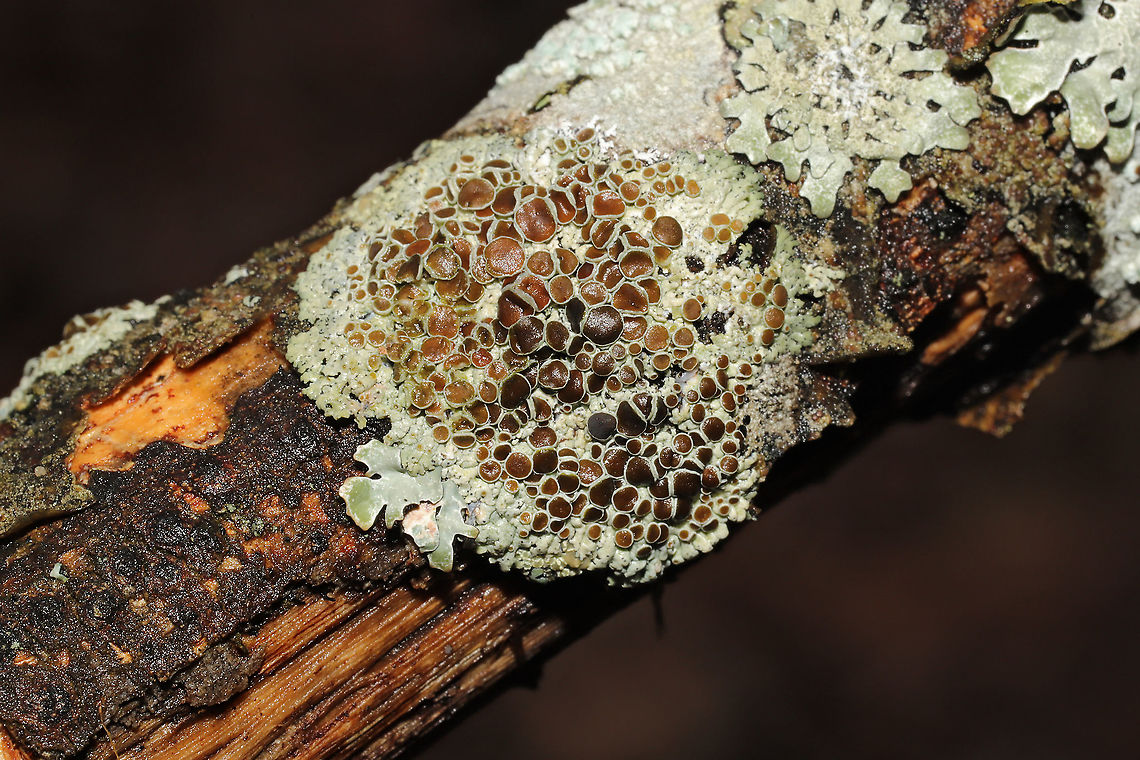 Physcia millegrana? Not at all familiar with New England lichens, so y&#039;all feel free to pitch in here. On a hardwood branch on a forested trail. Physcia millegrana maybe? <br />
<figure class="photo"><a href="https://www.jungledragon.com/image/127834/physcia_millegrana.html" title="Physcia millegrana?"><img src="https://s3.amazonaws.com/media.jungledragon.com/images/3231/127834_thumb.jpg?AWSAccessKeyId=05GMT0V3GWVNE7GGM1R2&Expires=1759968010&Signature=rut6r6OLlrSyfI5uixVwr3Mp0cE%3D" width="200" height="200" alt="Physcia millegrana? Not at all familiar with New England lichens, so y&#039;all feel free to pitch in here. On a hardwood branch on a forested trail. Physcia millegrana maybe? <br />
https://www.jungledragon.com/image/127835/physcia_millegrana.html<br />
https://www.jungledragon.com/image/127833/physcia_millegrana.html Geotagged,Granular Rosette Lichen,Physcia millegrana,United States,Winter" /></a></figure><br />
<figure class="photo"><a href="https://www.jungledragon.com/image/127833/physcia_millegrana.html" title="Physcia millegrana?"><img src="https://s3.amazonaws.com/media.jungledragon.com/images/3231/127833_thumb.jpg?AWSAccessKeyId=05GMT0V3GWVNE7GGM1R2&Expires=1759968010&Signature=LCWrqBKXORMZRAMi5FubMRW4JMg%3D" width="200" height="200" alt="Physcia millegrana? Not at all familiar with New England lichens, so y&#039;all feel free to pitch in here. On a hardwood branch on a forested trail. Physcia millegrana maybe?<br />
https://www.jungledragon.com/image/127835/physcia_millegrana.html<br />
https://www.jungledragon.com/image/127834/physcia_millegrana.html Geotagged,Granular Rosette Lichen,Physcia millegrana,United States,Winter" /></a></figure> Geotagged,Granular Rosette Lichen,Physcia millegrana,United States,Winter
