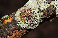 Physcia millegrana? Not at all familiar with New England lichens, so y'all feel free to pitch in here. On a hardwood branch on a forested trail. Physcia millegrana maybe? <br />
https://www.jungledragon.com/image/127834/physcia_millegrana.html<br />
https://www.jungledragon.com/image/127833/physcia_millegrana.html Geotagged,Granular Rosette Lichen,Physcia millegrana,United States,Winter