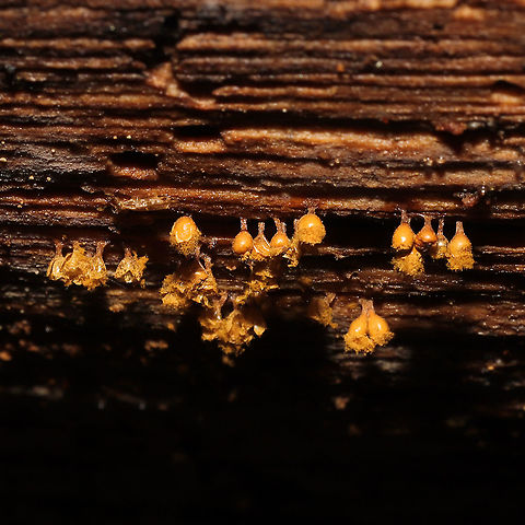 Hemitrichia sp. Growing on highly rotted conifer. Geotagged,United States,Winter