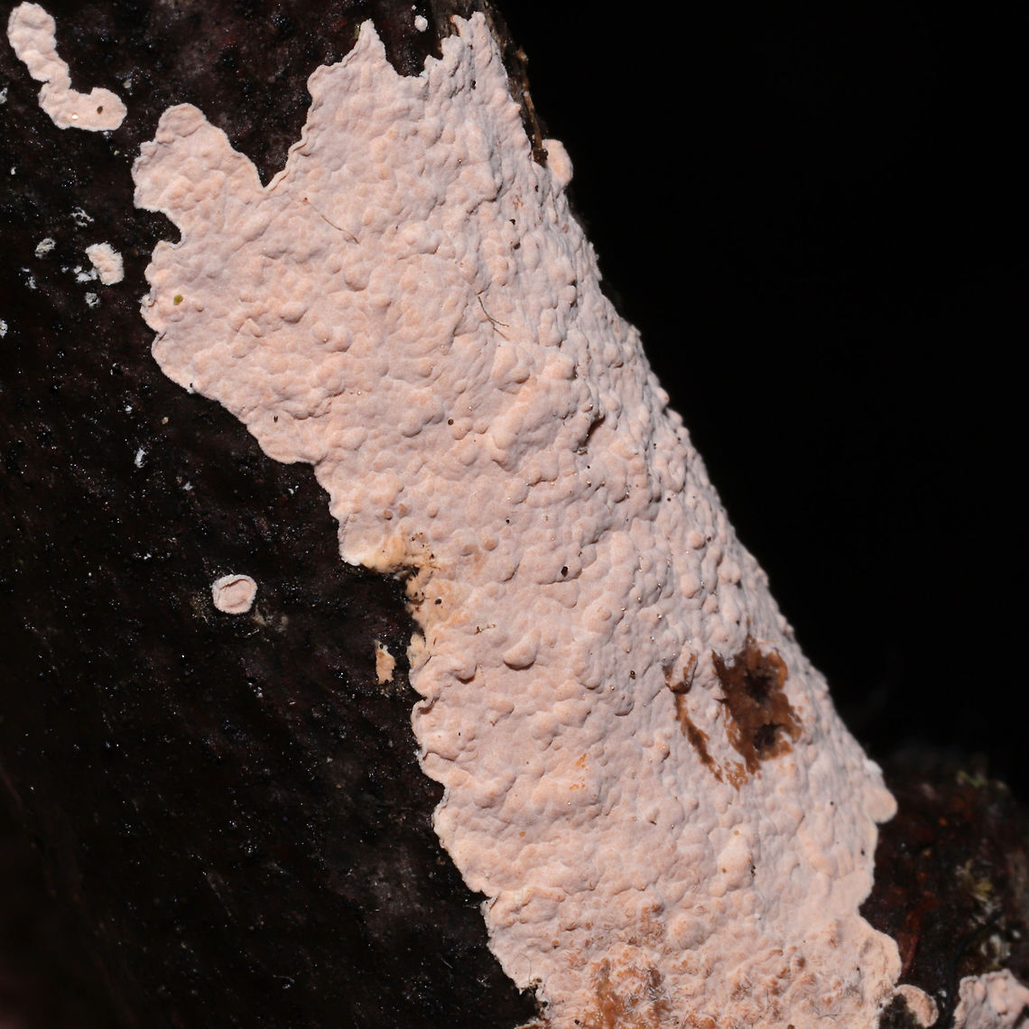 Corticium roseum Pale pink crust fungus a hardwood branch. Conditions were wet, but some reddish/dark pink staining was observed upon brushing against it<br />
<figure class="photo"><a href="https://www.jungledragon.com/image/127841/corticium_roseum.html" title="Corticium roseum"><img src="https://s3.amazonaws.com/media.jungledragon.com/images/3231/127841_thumb.jpg?AWSAccessKeyId=05GMT0V3GWVNE7GGM1R2&Expires=1770854410&Signature=03tZHN1gzswu8zMgQLYVO9PHDTk%3D" width="102" height="152" alt="Corticium roseum Pale pink crust fungus a hardwood branch. Conditions were wet, but some reddish/dark pink staining was observed upon brushing against it <br />
https://www.jungledragon.com/image/127840/corticium_roseum.html Geotagged,Laeticorticium roseum,United States,Winter" /></a></figure> Geotagged,Laeticorticium roseum,United States,Winter