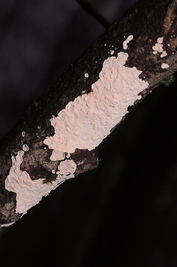Corticium roseum Pale pink crust fungus a hardwood branch. Conditions were wet, but some reddish/dark pink staining was observed upon brushing against it <br />
<figure class="photo"><a href="https://www.jungledragon.com/image/127840/corticium_roseum.html" title="Corticium roseum"><img src="https://s3.amazonaws.com/media.jungledragon.com/images/3231/127840_thumb.jpg?AWSAccessKeyId=05GMT0V3GWVNE7GGM1R2&Expires=1759968010&Signature=Do%2F0e89boc9tuNTqAcI4VSEFp7w%3D" width="200" height="200" alt="Corticium roseum Pale pink crust fungus a hardwood branch. Conditions were wet, but some reddish/dark pink staining was observed upon brushing against it<br />
https://www.jungledragon.com/image/127841/corticium_roseum.html Geotagged,Laeticorticium roseum,United States,Winter" /></a></figure> Geotagged,Laeticorticium roseum,United States,Winter