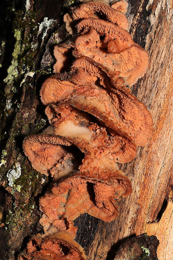 Trembling Crust (Merulius tremellosus) Growing on a rotting log<br />
<figure class="photo"><a href="https://www.jungledragon.com/image/127847/trembling_crust_merulius_tremellosus.html" title="Trembling Crust (Merulius tremellosus)"><img src="https://s3.amazonaws.com/media.jungledragon.com/images/3231/127847_thumb.jpg?AWSAccessKeyId=05GMT0V3GWVNE7GGM1R2&Expires=1767225610&Signature=OGNI0hS2BtCMPOMH3nrG9ylbcQ4%3D" width="102" height="152" alt="Trembling Crust (Merulius tremellosus) Growing on a rotting log<br />
https://www.jungledragon.com/image/127846/trembling_crust_merulius_tremellosus.html Geotagged,Merulius tremellosus,Trembling Crust,United States,Winter" /></a></figure><br />
 Geotagged,Merulius tremellosus,Trembling Crust,United States,Winter