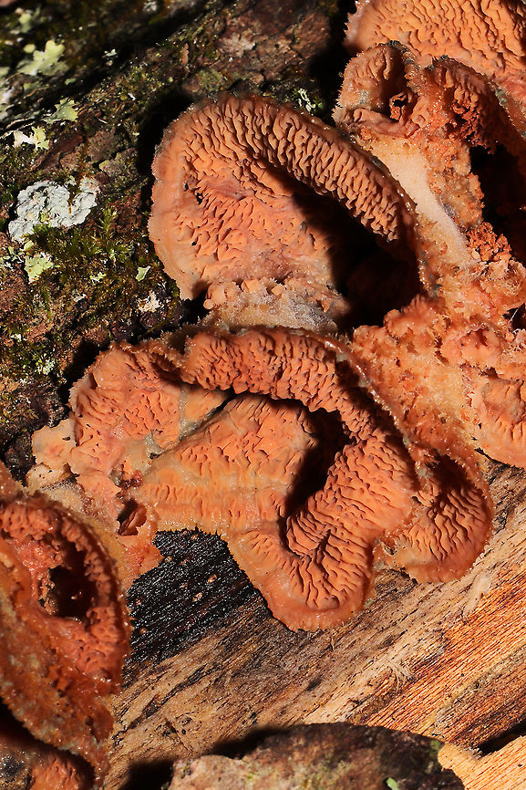 Trembling Crust (Merulius tremellosus) Growing on a rotting log<br />
<figure class="photo"><a href="https://www.jungledragon.com/image/127846/trembling_crust_merulius_tremellosus.html" title="Trembling Crust (Merulius tremellosus)"><img src="https://s3.amazonaws.com/media.jungledragon.com/images/3231/127846_thumb.jpg?AWSAccessKeyId=05GMT0V3GWVNE7GGM1R2&Expires=1770854410&Signature=Yc84CqZcvp2tgy7u3BSScwF4OtI%3D" width="102" height="152" alt="Trembling Crust (Merulius tremellosus) Growing on a rotting log<br />
https://www.jungledragon.com/image/127847/trembling_crust_merulius_tremellosus.html<br />
 Geotagged,Merulius tremellosus,Trembling Crust,United States,Winter" /></a></figure> Geotagged,Merulius tremellosus,Trembling Crust,United States,Winter