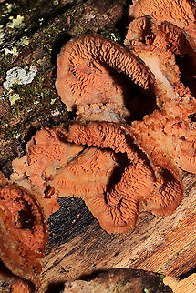 Trembling Crust (Merulius tremellosus) Growing on a rotting log
https://www.jungledragon.com/image/127846/trembling_crust_merulius_tremellosus.html Geotagged,Merulius tremellosus,Trembling Crust,United States,Winter