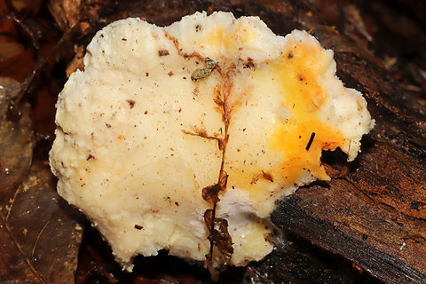 Protocrea pallida Yellow fungus parasitizing Tyromyces chioneus. On a hardwood log on a mixed forest trail.
https://www.jungledragon.com/image/128324/protocrea_pallida.html
 Geotagged,Protocrea pallida,United States,Winter