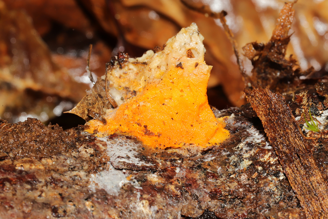 Protocrea pallida Yellow fungus parasitizing Tyromyces chioneus. On a hardwood log on a mixed forest trail.<br />
<figure class="photo"><a href="https://www.jungledragon.com/image/128323/protocrea_pallida.html" title="Protocrea pallida"><img src="https://s3.amazonaws.com/media.jungledragon.com/images/3231/128323_thumb.jpg?AWSAccessKeyId=05GMT0V3GWVNE7GGM1R2&Expires=1759968010&Signature=QwV6eilZPObdziw%2Fq7qtonkE114%3D" width="200" height="134" alt="Protocrea pallida Yellow fungus parasitizing Tyromyces chioneus. On a hardwood log on a mixed forest trail.<br />
https://www.jungledragon.com/image/128324/protocrea_pallida.html<br />
 Geotagged,Protocrea pallida,United States,Winter" /></a></figure> Geotagged,Protocrea pallida,United States,Winter