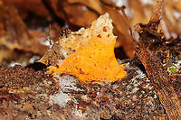 Protocrea pallida Yellow fungus parasitizing Tyromyces chioneus. On a hardwood log on a mixed forest trail.<br />
https://www.jungledragon.com/image/128323/protocrea_pallida.html Geotagged,Protocrea pallida,United States,Winter