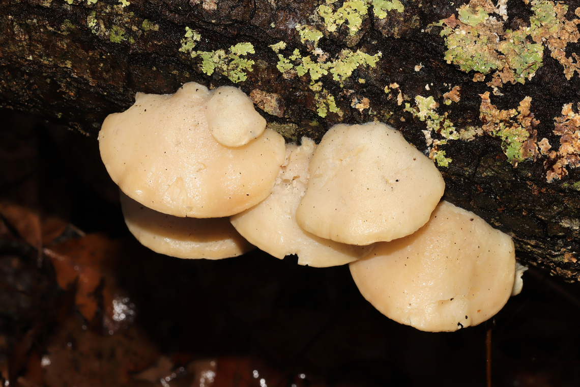 White Cheese Polypore (Tyromyces chioneus) White polypore (some parasitized by Protocrea pallida). On hardwood along a mixed forest trail.<br />
 Geotagged,Tyromyces chioneus,United States,White Cheese Polypore,Winter