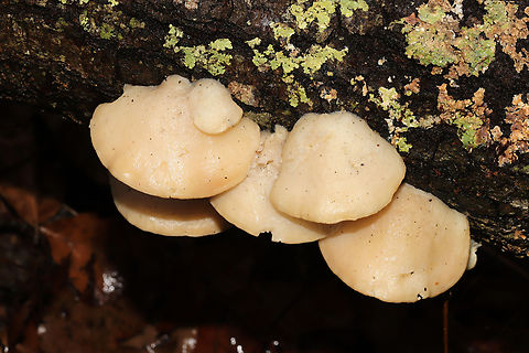 White Cheese Polypore