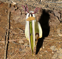 Luna Moth (Actias luna) Recently eclosed Luna Moth. At a mixed forest edge. Resting on a trailer tire (which had not been in use for several months)<br />
https://www.jungledragon.com/image/128465/luna_moth_actias_luna.html Actias luna,Geotagged,Luna Moth,Spring,United States