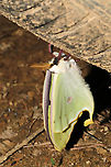 Luna Moth (Actias luna) Recently eclosed Luna Moth. At a mixed forest edge. Resting on a trailer tire (which had not been in use for several months)<br />
https://www.jungledragon.com/image/128464/luna_moth_actias_luna.html Actias luna,Geotagged,Luna Moth,Spring,United States