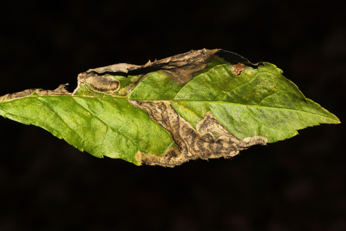 Holly Leaf Miner (Phytomyza ilicis group) Leafmines on Ilex verticillata leaves, growing along a forested trail on the Natchaug River. Fall,Geotagged,Phytomyza ilicis,United States