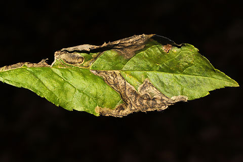 Holly Leaf Miner (Phytomyza ilicis group) Leafmines on Ilex verticillata leaves, growing along a forested trail on the Natchaug River. Fall,Geotagged,Phytomyza ilicis,United States