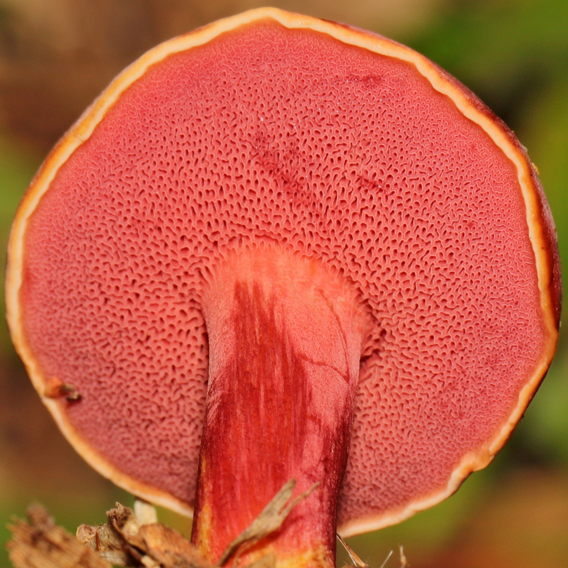Chalciporus subrubinellus Growing under mostly pine (with the occasional hardwood) in a grassy area near a lake. Lots of Suillus, Lactarius, and Russula sp. nearby. Gordon County, Georgia, US. October 2021.<br />
<br />
Pore surface darkened from pinkish red to dark red when scratched. No noticeable staining of flesh. Stem is almost entirely red with the exception of the base (which is yellow). I did not taste it due to health issues/sensitivities.<br />
<figure class="photo"><a href="https://www.jungledragon.com/image/130475/chalciporus_subrubinellus_-_cross-section.html" title="Chalciporus subrubinellus - Cross-Section"><img src="https://s3.amazonaws.com/media.jungledragon.com/images/3231/130475_thumb.jpg?AWSAccessKeyId=05GMT0V3GWVNE7GGM1R2&Expires=1770854410&Signature=JImJ0S16dzM3C4Lyd27wXcvYCRg%3D" width="200" height="200" alt="Chalciporus subrubinellus - Cross-Section Growing under mostly pine (with the occasional hardwood) in a grassy area near a lake. Lots of Suillus, Lactarius, and Russula sp. nearby. Gordon County, Georgia, US. October 2021.<br />
<br />
Pore surface darkened from pinkish red to dark red when scratched. No noticeable staining of flesh. Stem is almost entirely red with the exception of the base (which is yellow). I did not taste it due to health issues/sensitivities. <br />
https://www.jungledragon.com/image/130474/chalciporus_rubinellus.html<br />
https://www.jungledragon.com/image/130476/chalciporus_rubinellus.html Chalciporus rubinellus,Chalciporus subrubinellus,Fall,Geotagged,United States" /></a></figure><br />
<figure class="photo"><a href="https://www.jungledragon.com/image/130476/chalciporus_subrubinellus.html" title="Chalciporus subrubinellus"><img src="https://s3.amazonaws.com/media.jungledragon.com/images/3231/130476_thumb.jpg?AWSAccessKeyId=05GMT0V3GWVNE7GGM1R2&Expires=1770854410&Signature=%2FkFICqHguCeR8ry4DptpdUPg%2F78%3D" width="200" height="134" alt="Chalciporus subrubinellus Growing under mostly pine (with the occasional hardwood) in a grassy area near a lake. Lots of Suillus, Lactarius, and Russula sp. nearby. Gordon County, Georgia, US. October 2021.<br />
<br />
Pore surface darkened from pinkish red to dark red when scratched. No noticeable staining of flesh. Stem is almost entirely red with the exception of the base (which is yellow). I did not taste it due to health issues/sensitivities. <br />
https://www.jungledragon.com/image/130475/chalciporus_rubinellus.html<br />
https://www.jungledragon.com/image/130474/chalciporus_rubinellus.html Chalciporus rubinellus,Chalciporus subrubinellus,Fall,Geotagged,United States" /></a></figure> Chalciporus subrubinellus,Fall,Geotagged,United States