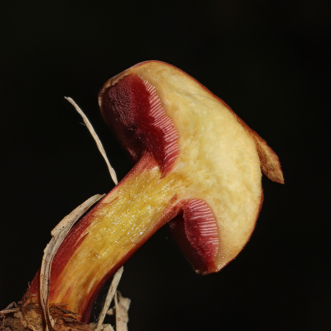 Chalciporus subrubinellus - Cross-Section Growing under mostly pine (with the occasional hardwood) in a grassy area near a lake. Lots of Suillus, Lactarius, and Russula sp. nearby. Gordon County, Georgia, US. October 2021.<br />
<br />
Pore surface darkened from pinkish red to dark red when scratched. No noticeable staining of flesh. Stem is almost entirely red with the exception of the base (which is yellow). I did not taste it due to health issues/sensitivities. <br />
<figure class="photo"><a href="https://www.jungledragon.com/image/130474/chalciporus_subrubinellus.html" title="Chalciporus subrubinellus"><img src="https://s3.amazonaws.com/media.jungledragon.com/images/3231/130474_thumb.jpg?AWSAccessKeyId=05GMT0V3GWVNE7GGM1R2&Expires=1767225610&Signature=PNINmXDPaQ4lB9GK5KOI32gfuf4%3D" width="200" height="200" alt="Chalciporus subrubinellus Growing under mostly pine (with the occasional hardwood) in a grassy area near a lake. Lots of Suillus, Lactarius, and Russula sp. nearby. Gordon County, Georgia, US. October 2021.<br />
<br />
Pore surface darkened from pinkish red to dark red when scratched. No noticeable staining of flesh. Stem is almost entirely red with the exception of the base (which is yellow). I did not taste it due to health issues/sensitivities.<br />
https://www.jungledragon.com/image/130475/chalciporus_rubinellus.html<br />
https://www.jungledragon.com/image/130476/chalciporus_rubinellus.html Chalciporus subrubinellus,Fall,Geotagged,United States" /></a></figure><br />
<figure class="photo"><a href="https://www.jungledragon.com/image/130476/chalciporus_subrubinellus.html" title="Chalciporus subrubinellus"><img src="https://s3.amazonaws.com/media.jungledragon.com/images/3231/130476_thumb.jpg?AWSAccessKeyId=05GMT0V3GWVNE7GGM1R2&Expires=1767225610&Signature=Edjd2MRf5Dd6UDk8pSXhTklDWh4%3D" width="200" height="134" alt="Chalciporus subrubinellus Growing under mostly pine (with the occasional hardwood) in a grassy area near a lake. Lots of Suillus, Lactarius, and Russula sp. nearby. Gordon County, Georgia, US. October 2021.<br />
<br />
Pore surface darkened from pinkish red to dark red when scratched. No noticeable staining of flesh. Stem is almost entirely red with the exception of the base (which is yellow). I did not taste it due to health issues/sensitivities. <br />
https://www.jungledragon.com/image/130475/chalciporus_rubinellus.html<br />
https://www.jungledragon.com/image/130474/chalciporus_rubinellus.html Chalciporus rubinellus,Chalciporus subrubinellus,Fall,Geotagged,United States" /></a></figure> Chalciporus rubinellus,Chalciporus subrubinellus,Fall,Geotagged,United States