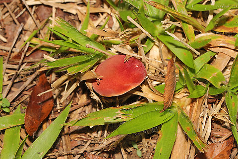 Chalciporus subrubinellus Growing under mostly pine (with the occasional hardwood) in a grassy area near a lake. Lots of Suillus, Lactarius, and Russula sp. nearby. Gordon County, Georgia, US. October 2021.

Pore surface darkened from pinkish red to dark red when scratched. No noticeable staining of flesh. Stem is almost entirely red with the exception of the base (which is yellow). I did not taste it due to health issues/sensitivities. 
https://www.jungledragon.com/image/130475/chalciporus_rubinellus.html
https://www.jungledragon.com/image/130474/chalciporus_rubinellus.html Chalciporus rubinellus,Chalciporus subrubinellus,Fall,Geotagged,United States