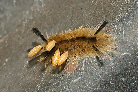 Braconid Wasp Cocoons on a Banded Tussock Moth Larva I found this moth larva on the wheel well of one of our tires on the motorhome. It was still alive but had been parasitized by Braconid wasps (as evidenced by the attached cocoons). This larva lived for at least another 2 weeks as I saw it move to different locations.
A really cool article about the different types of Braconids on caterpillars:
https://butterfly-fun-facts.com/braconid-wasps-are-parasitoids-of-butterfly-and-moth-caterpillars/ Banded tussock moth,Fall,Geotagged,Halysidota tessellaris,United States