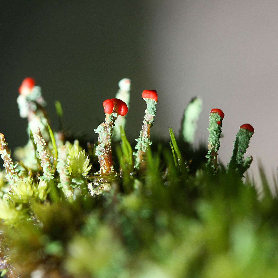 Cladonia didyma Red-tipped, minty green lichen with some darkening of the podetia. The podetia are 10-30mm long with red caps called apothecia--which are spore-bearing structures. Growing on moss in dense, moist mixed hardwood forest. Cladonia,Cladonia didyma,Cladoniaceae,Geotagged,Summer,United States,fungi,fungus,lichen,lichens,mushroom,mushrooms,southern soldiers,southern soldiers lichen