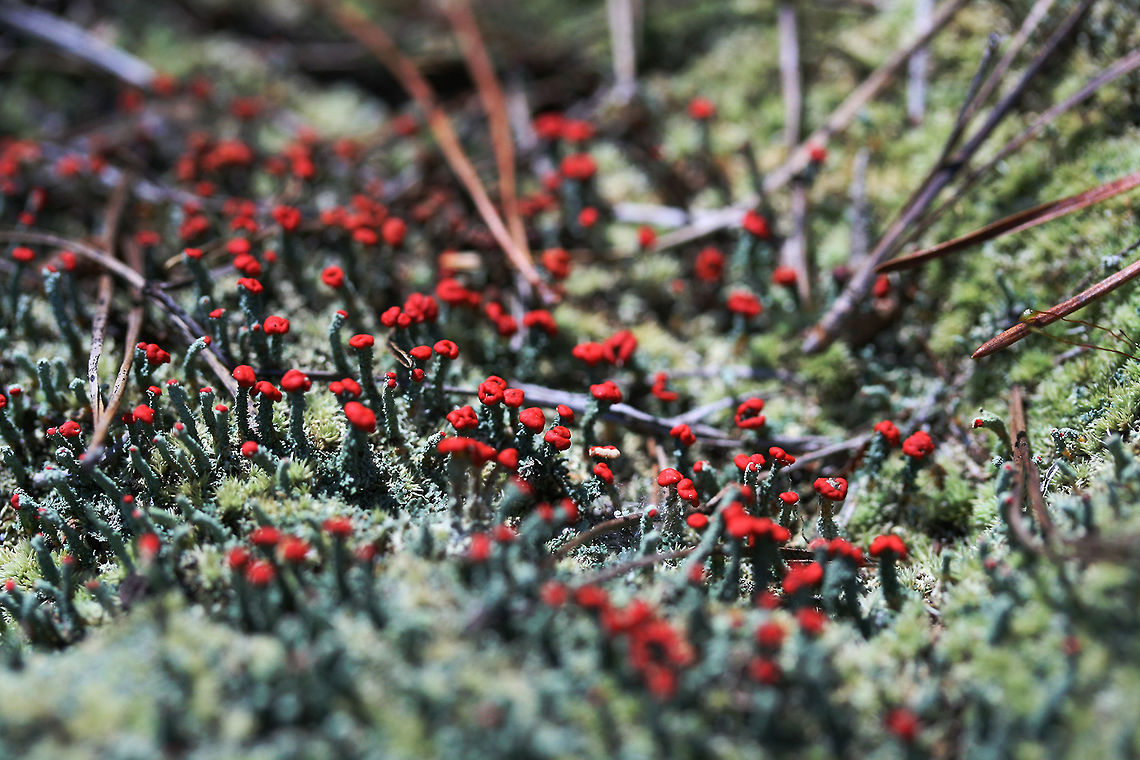 Cladonia didyma Red-tipped, minty green lichen with some darkening of the podetia. The podetia are 10-30mm long with red caps called apothecia--which are spore-bearing structures. The Cladonia genus is comprised of moss-like cup lichens. Lichens are composite organisms comprised of a fungus being inhabited by algae or cyanobacteria. According to NatureServe Explorer, Cladonia didyma&#039;s national status is N1 (critically imperiled).<br />
<br />
Growing at the top of a ridge in a dense mixed hardwood/coniferous forest in Northwest Georgia (Gordon County), US Cladonia,Cladonia didyma,Cladoniaceae,Fall,Geotagged,United States,fungi,fungus,lichen,lichens,mushroom,mushrooms,southern soldiers,southern soldiers lichen