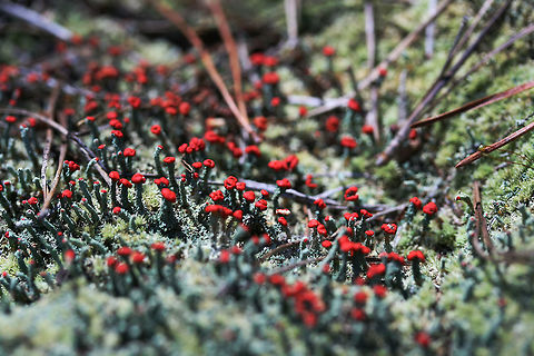 Cladonia didyma Red-tipped, minty green lichen with some darkening of the podetia. The podetia are 10-30mm long with red caps called apothecia--which are spore-bearing structures. The Cladonia genus is comprised of moss-like cup lichens. Lichens are composite organisms comprised of a fungus being inhabited by algae or cyanobacteria. According to NatureServe Explorer, Cladonia didyma's national status is N1 (critically imperiled).

Growing at the top of a ridge in a dense mixed hardwood/coniferous forest in Northwest Georgia (Gordon County), US Cladonia,Cladonia didyma,Cladoniaceae,Fall,Geotagged,United States,fungi,fungus,lichen,lichens,mushroom,mushrooms,southern soldiers,southern soldiers lichen