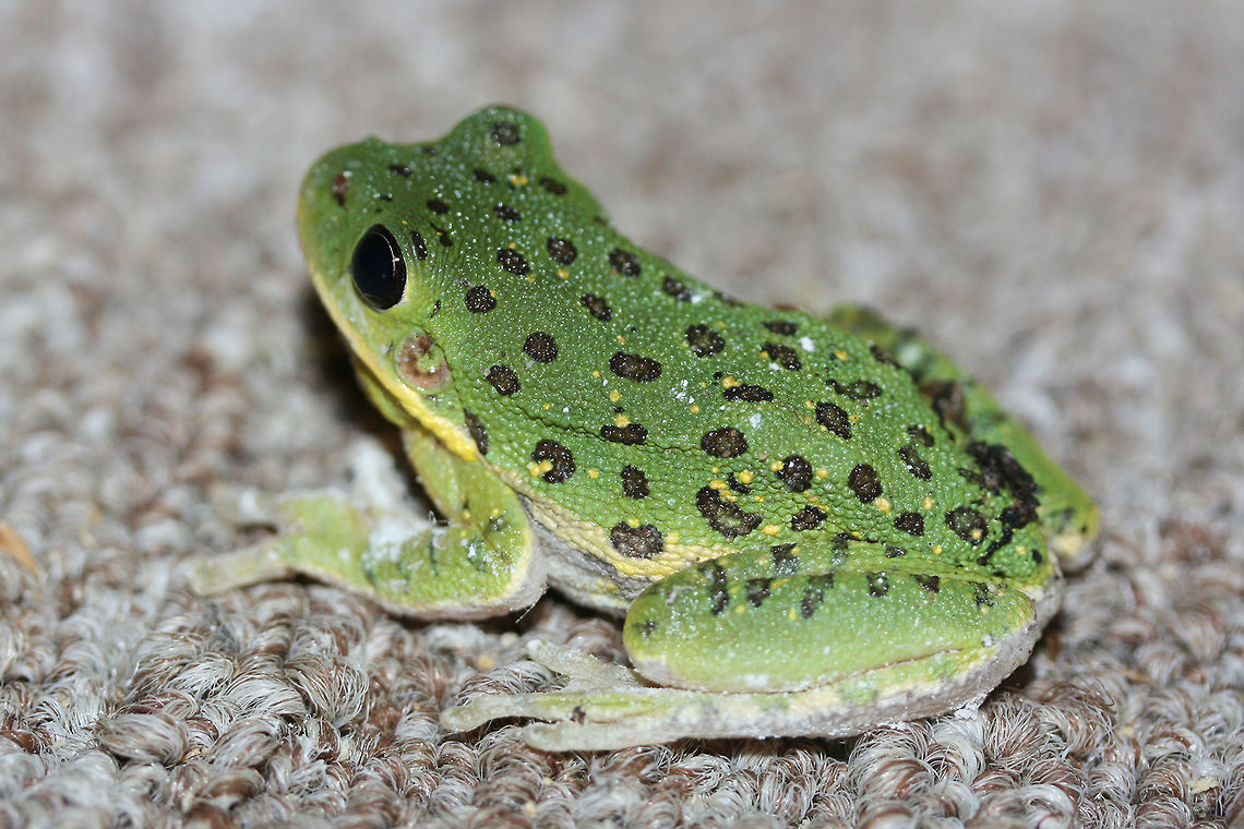 Hyla gratiosa Green native tree frog with a yellow (diffuse) line running from mouth to hind leg. Black to brown spots are abundant on dorsal side (along with some yellow speckling). Banding present on hind legs as well. Hyla gratiosa is a nocturnal amphibian that spends its days in the treetops. During harsh weather conditions (like heat waves or drought) it practices aestivation, burying itself underground in order to preserve water and maintain body temperature. H. gratiosa&#039;s chorus call can sound like the sound of barking dogs at a distance, thus the common name.<br />
<br />
Habitat:<br />
This frog was found in an outdoor observatory late at night. The surrounding area is an organic farm and pine/hardwood forest.<br />
<br />
Notes:<br />
The white powder present on this frog&#039;s legs was from diatomaceous earth that was spread around the edges of the walls (for pest control). Barking tree frog,Fall,Geotagged,Hyla gratiosa,United States,amphibia,amphibian,barking tree frog,hyla,hyla gratiosa,tree frog