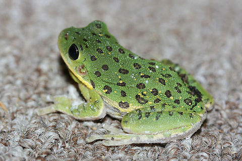 Hyla gratiosa Green native tree frog with a yellow (diffuse) line running from mouth to hind leg. Black to brown spots are abundant on dorsal side (along with some yellow speckling). Banding present on hind legs as well. Hyla gratiosa is a nocturnal amphibian that spends its days in the treetops. During harsh weather conditions (like heat waves or drought) it practices aestivation, burying itself underground in order to preserve water and maintain body temperature. H. gratiosa's chorus call can sound like the sound of barking dogs at a distance, thus the common name.

Habitat:
This frog was found in an outdoor observatory late at night. The surrounding area is an organic farm and pine/hardwood forest.

Notes:
The white powder present on this frog's legs was from diatomaceous earth that was spread around the edges of the walls (for pest control). Barking tree frog,Fall,Geotagged,Hyla gratiosa,United States,amphibia,amphibian,barking tree frog,hyla,hyla gratiosa,tree frog