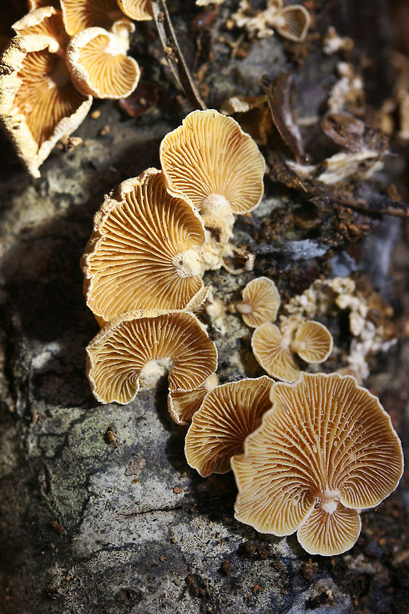 Panellus stipticus Description:<br />
Cracked and wrinkled, tan to pale orange-capped mushrooms with kidney-shaped pilei with inrolled margins. Texture is dry and fuzzy. Fairly crowded gills (with lamellulae and cross-veins) that stop short at a cream-colored stem are present. White spores are visible on the gills of some specimens. Growing in a large cluster. Panellus stipticus is a member of the Mycenaceae family and is closely related to members of the Mycena genus. It is saprobic on dead hardwoods. It is one of the unique mushrooms that has bioluminescent gills. It also holds much scientific interest as research points to it possibly having bioremediatve properties.<br />
<br />
Habitat:<br />
Growing on a rotting hardwood log on the side of a ridge in a mixed hardwood/coniferous forest in Northwest Georgia. Fall,Geotagged,Luminescent panellus,Panellus,Panellus stipticus,United States,agaricales,agaricomycetes,basidiomycota,mushroom,mushrooms,mycenaceae
