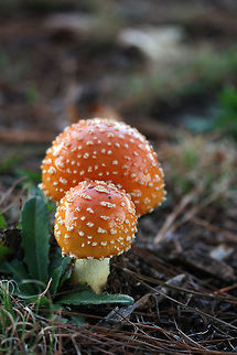 Amanita persicina - Peach-Colored Fly Agaric Description:
Dark orange, peach, pink, yellow, and blush colored mushrooms with pale orange to white veil remnants on pilei (caps). Pilei are highly variable in color and texture. Gills are cream to white and crowded with occasional short gills. Stipe is white and covered in veil remnants. A large, distinctly sac-like volva transitions into stipe fairly smoothly. Younger specimens still have white veils in tact. Older specimens have skirt-like annuli. Amanita persicina was once grouped in as a variety of Amanita muscaria, but DNA evidence shows A. persicina and A. muscaria as two distinct species.

Habitat:
Growing in a grassy field in a public park in Northwest Georgia (Floyd County), US. Amanita muscaria var. persicina,Amanita persicina,Basidiomycota,Fall,Fungi,Geotagged,Peach-Colored Fly Agaric,Peach-colored fly agaric,United States,agaricales,agaricomycetes,amanita,amanita persicina,amanitaceae,fly agaric,fungus,mushroom,mushrooms,peach colored fly agaric
