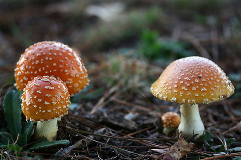 Amanita persicina - Peach-Colored Fly Agaric Description:
Dark orange, peach, pink, yellow, and blush colored mushrooms with pale orange to white veil remnants on pilei (caps). Pilei are highly variable in color and texture. Gills are cream to white and crowded with occasional short gills. Stipe is white and covered in veil remnants. A large, distinctly sac-like volva transitions into stipe fairly smoothly. Younger specimens still have white veils in tact. Older specimens have skirt-like annuli. Amanita persicina was once grouped in as a variety of Amanita muscaria, but DNA evidence shows A. persicina and A. muscaria as two distinct species.

Habitat:
Growing in a grassy field in a public park in Northwest Georgia (Floyd County), US. Amanita muscaria var. persicina,Amanita persicina,Basidiomycota,Fall,Fungi,Geotagged,Peach-Colored Fly Agaric,Peach-colored fly agaric,United States,agaricales,agaricomycetes,amanita,amanita persicina,amanitaceae,fly agaric,fungus,mushroom,mushrooms,peach colored fly agaric