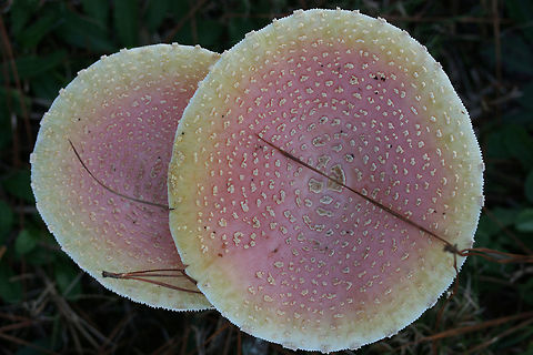 Amanita persicina - Peach-Colored Fly Agaric Description:
Dark orange, peach, pink, yellow, and blush colored mushrooms with pale orange to white veil remnants on pilei (caps). Pilei are highly variable in color and texture. Gills are cream to white and crowded with occasional short gills. Stipe is white and covered in veil remnants. A large, distinctly sac-like volva transitions into stipe fairly smoothly. Younger specimens still have white veils in tact. Older specimens have skirt-like annuli. Amanita persicina was once grouped in as a variety of Amanita muscaria, but DNA evidence shows A. persicina and A. muscaria as two distinct species.

Habitat:
Growing in a grassy field in a public park in Northwest Georgia (Floyd County), US. Amanita muscaria var. persicina,Amanita persicina,Basidiomycota,Fall,Fungi,Geotagged,Peach-Colored Fly Agaric,Peach-colored fly agaric,United States,agaricales,agaricomycetes,amanita,amanita persicina,amanitaceae,fly agaric,fungus,mushroom,mushrooms,peach colored fly agaric