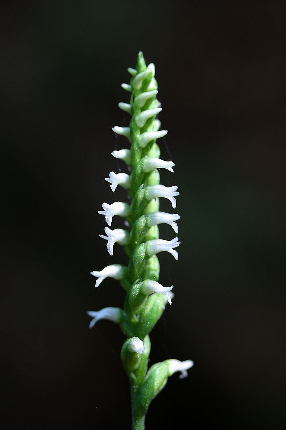 Spiranthes ovalis var. erostellata Description:<br />
Small plant in the Orchid family with a slender stalk, 2 basal leaves, and a short spire of white flowers. Spiranthes ovalis is considered a rare orchid in the Southeastern US, and is considered IMPERILED (S2S3) here in Georgia. Its growing preferences include dappled shade, moist but well-drained loam or clay-loam, and the presence of specific mycorrhizal fungi. <br />
<br />
Located near ferns in a dense mixed hardwood forest. Fall,Geotagged,Orchidoideae,Spiranthes ovalis,United States,asparagales,cranichideae,ladies' tresses,orchid,orchidaceae,orchids,oval ladies' tresses,spiral orchid,spiranthes,spiranthinae