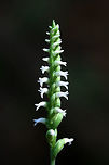 Spiranthes ovalis var. erostellata Description:<br />
Small plant in the Orchid family with a slender stalk, 2 basal leaves, and a short spire of white flowers. Spiranthes ovalis is considered a rare orchid in the Southeastern US, and is considered IMPERILED (S2S3) here in Georgia. Its growing preferences include dappled shade, moist but well-drained loam or clay-loam, and the presence of specific mycorrhizal fungi. <br />
<br />
Located near ferns in a dense mixed hardwood forest. Fall,Geotagged,Orchidoideae,Spiranthes ovalis,United States,asparagales,cranichideae,ladies' tresses,orchid,orchidaceae,orchids,oval ladies' tresses,spiral orchid,spiranthes,spiranthinae