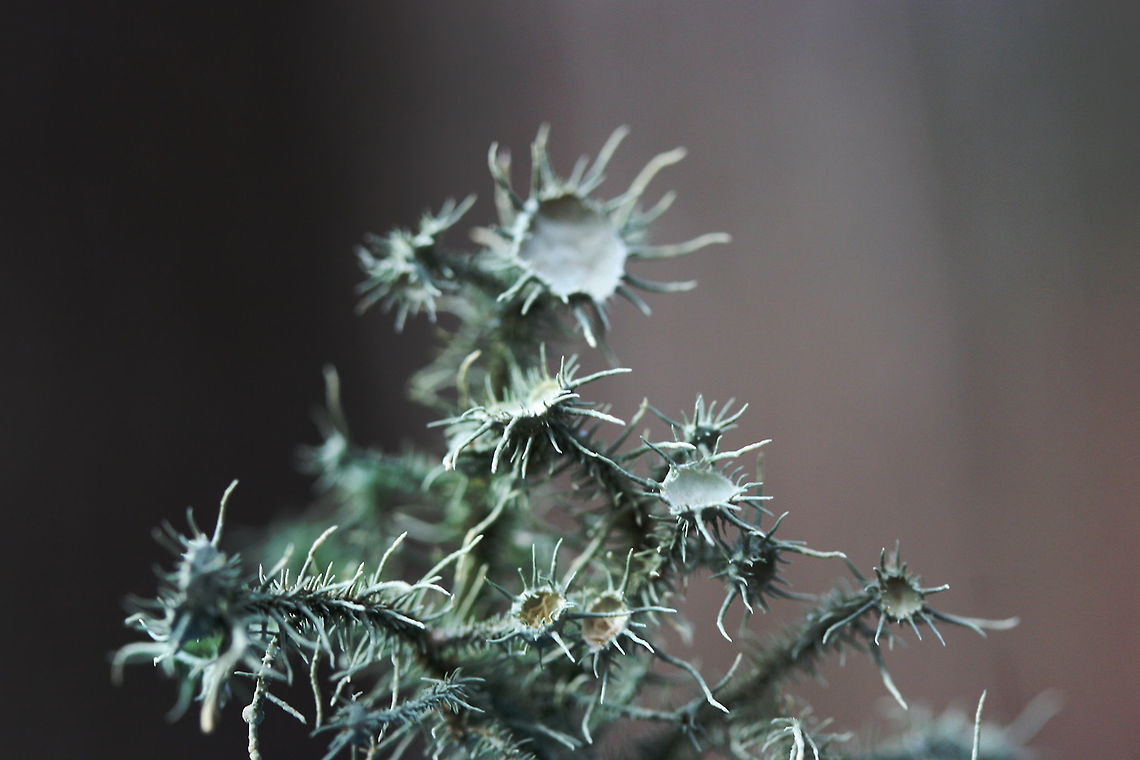 Usnea strigosa Description:<br />
Fruticose, shrubby, pale green lichen. Thallus (vegetative tissue) is shrubby with multiple branches, primary branches sometimes ending in apothecia. Usnea strigosa is a genus within the Parmeliaceae family of lichens. Lichens are composite organisms comprised of fungal filaments being inhabited by algae or cyanobacteria. Most members of this particular family have symbiotic relationships with green algae. These algae perform photosynthesis and provide a food source for the fungus.<br />
<br />
Habitat:<br />
On leaf litter on the floor of a mixed hardwood/coniferous forest in Northwest Georgia. Ascomycota,Bushy Beard Lichen,Fall,Fungi,Geotagged,Lecanorales,Lecanoromycetes,Lichen,Parmeliaceae,United States,Usnea,Usnea strigosa,fungus,lichens