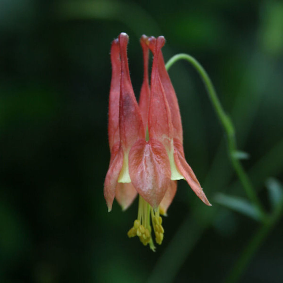 Aquilegia canadensis - Wild Columbine Description:<br />
Late spring wildflower  (Spotted May 7, 2009) with yellow petals abutted by red sepals and red spurs. The red spurs (with rounded ends) are full of nectar; this nectar attracts insects and hummingbirds. The leaves of Aquilegia canadensis are a food source for the Columbine Duskywing (Erynnis lucilius) butterfly. When damaged, this plant releases hydrogen cyanide. This mechanism prevents (most) small arthropods from feeding successfully on the plant. It also makes it mildly toxic to other wildlife and humans.<br />
<br />
Habitat:<br />
Growing on the side of a road on a sunny hillside at Kennesaw Mountain National Battlefield Park in Marietta, Georgia. Aquilegia canadensis,Eastern Columbine,Eudicots,Geotagged,Plantae,Ranunculaceae,Spring,United States,angiosperms,aquilegia,columbine,ranunculales,wild columbine