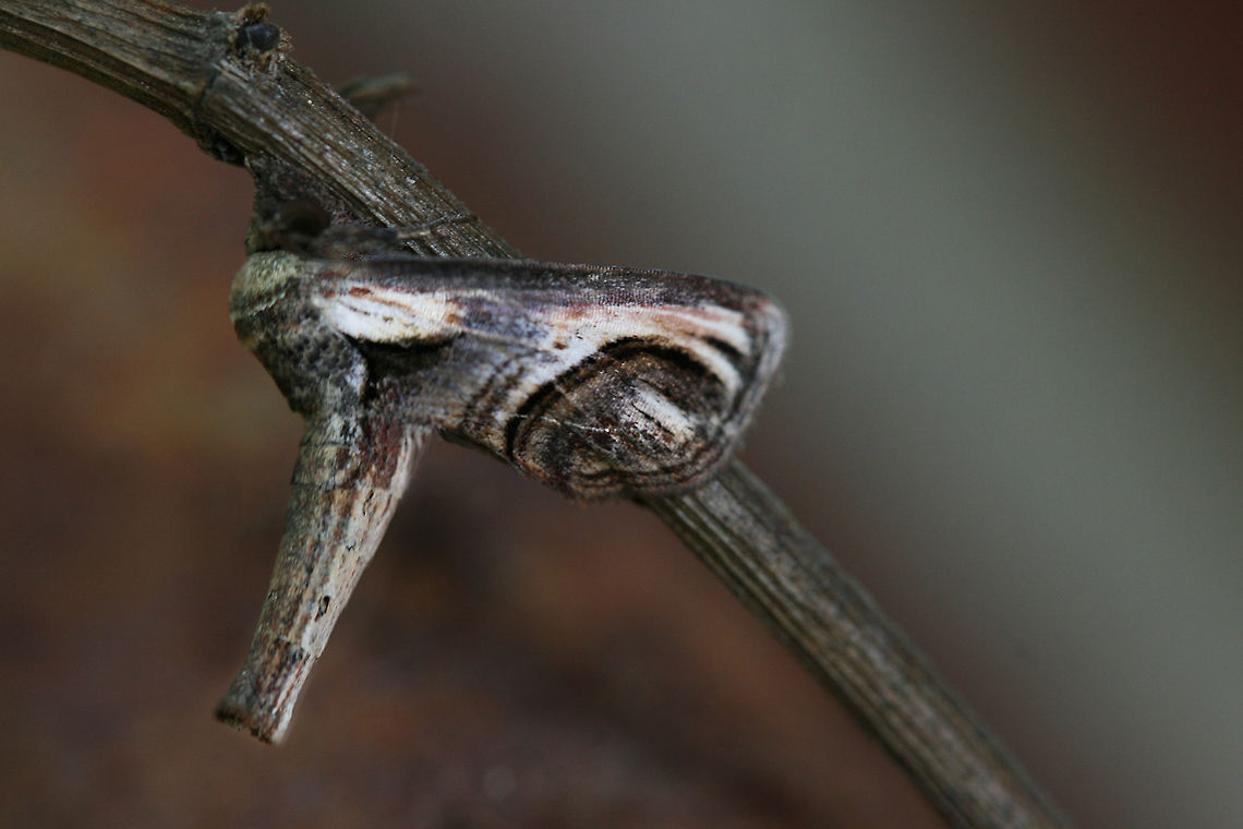 Paectes oculatrix - Eyed Paectes Moth Description:<br />
24 mm, brown to rose colored moth with parallel wings and raised &quot;tail&quot;/abdomen. Curved pattern on forewings.<br />
<br />
Habitat:<br />
Perched on a twig near an open field/front yard. Well-camouflaged against a twig!<br />
<br />
Notes:<br />
Larval food sources are poison sumac and poison ivy foliage. Camouflage,Eutelliidae,Eyed Paectes Moth,Geotagged,Moth Week 2018,Noctuoidea,Paectes,Paectes oculatrix,Summer,United States,camo,eyed paectes,eyed paectes moth,insect,insecta,insects,lepidoptera