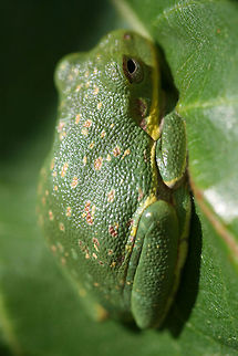 Hyla gratiosa - Barking Tree Frog Description:
Green tree frog with yellow band that runs from lip to hind leg. Yellow flecks present on back.

Habitat:
Resting on a fig leaf near mixed hardwood pine forest. Ponds nearby. Amphibia,Amphibian,Amphibians,Anura,Barking tree frog,Chordata,Geotagged,Hyla,Hyla gratiosa,Hylidae,Summer,United States,tree frog