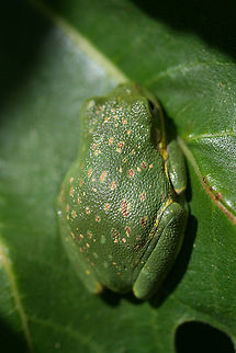 Hyla gratiosa - Barking Tree Frog Description:
Green tree frog with yellow band that runs from lip to hind leg. Yellow flecks present on back.

Habitat:
Resting on a fig leaf near mixed hardwood pine forest. Ponds nearby. Amphibia,Amphibian,Amphibians,Anura,Barking tree frog,Chordata,Geotagged,Hyla,Hyla gratiosa,Hylidae,Summer,United States,tree frog